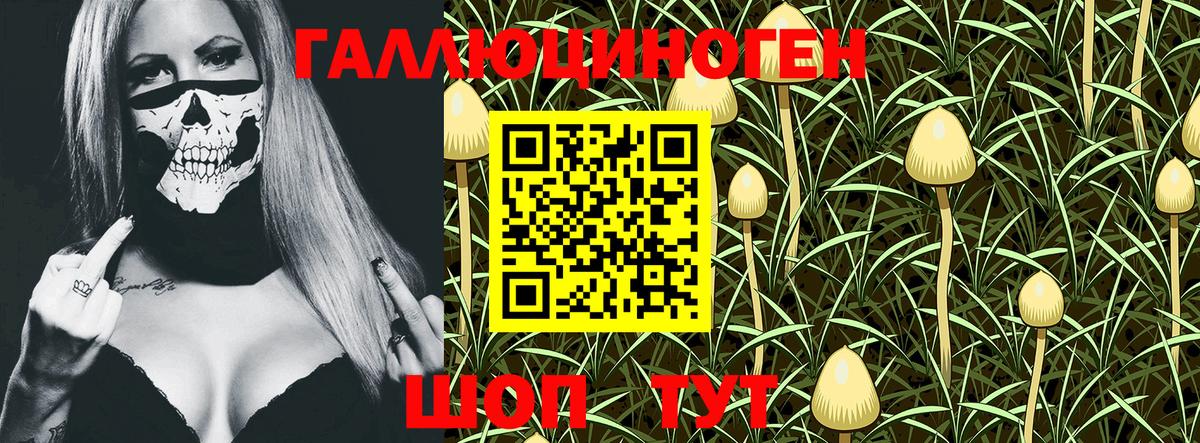 Кисловодск  Псилоцибиновые грибы Psilocybine cubensis  Вход с VPN 